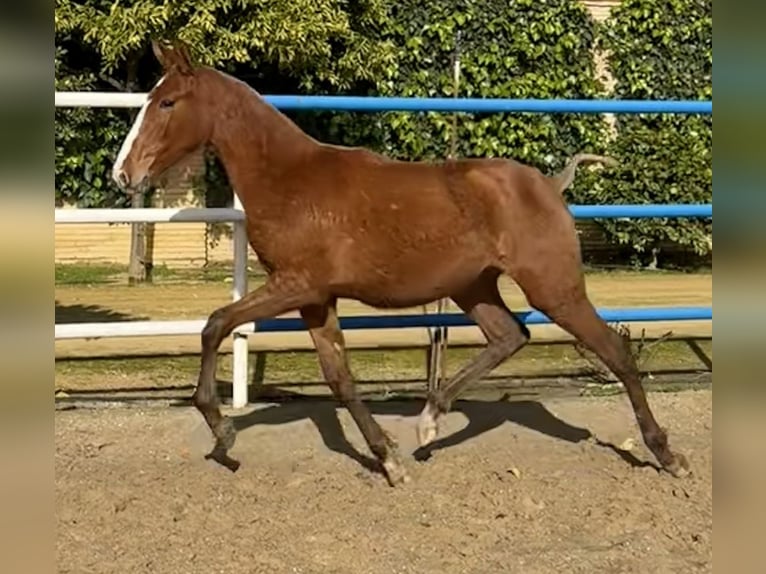 PRE Mix Stute 1 Jahr 167 cm Fuchs in Fuentes De Andalucia