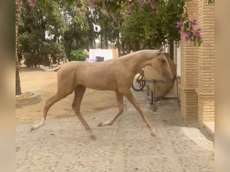 PRE Mix Stute 1 Jahr 167 cm Palomino in Fuentes De Andalucia