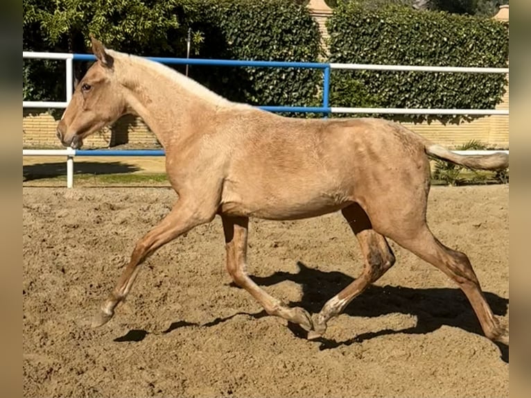 PRE Mix Stute 1 Jahr 167 cm Palomino in Fuentes De Andalucia