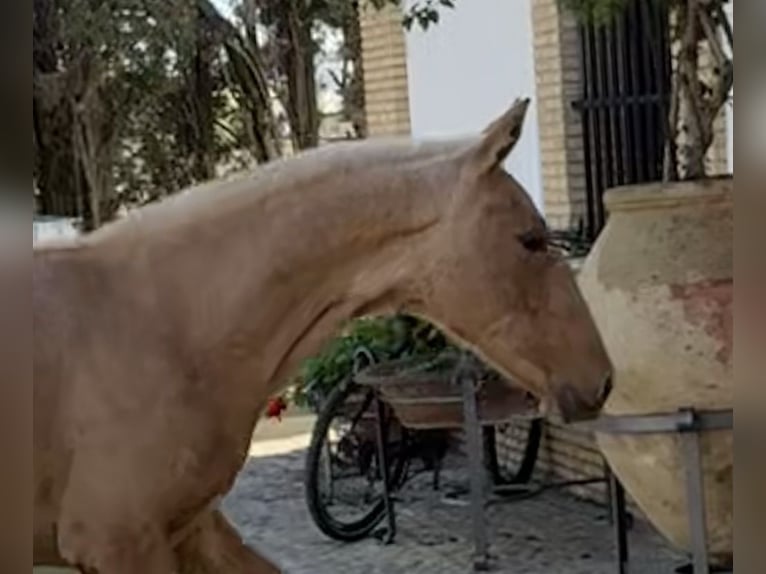PRE Mix Stute 1 Jahr 167 cm Palomino in Fuentes De Andalucia