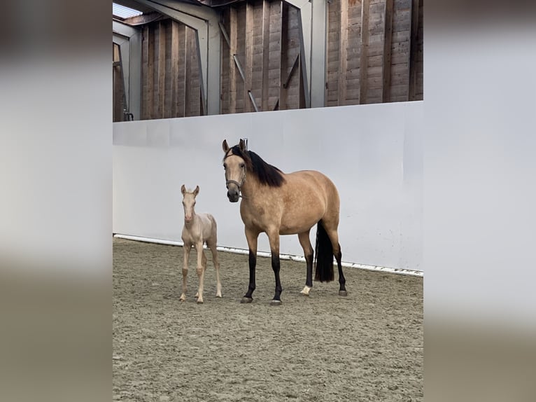 PRE Stute 1 Jahr 169 cm Perlino in Oudkarspel