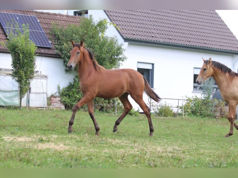 PRE Stute 1 Jahr 170 cm Brauner in Bibertal