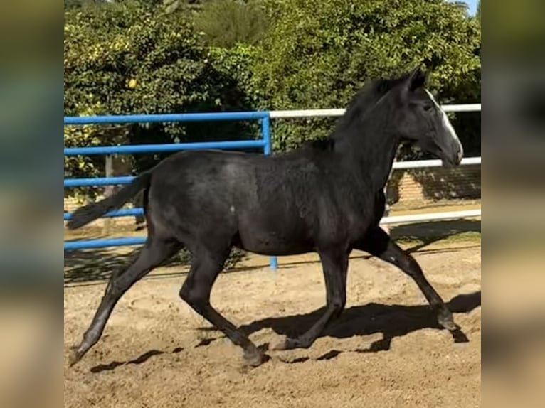PRE Mix Stute 1 Jahr 170 cm Schimmel in Fuentes De Andalucia