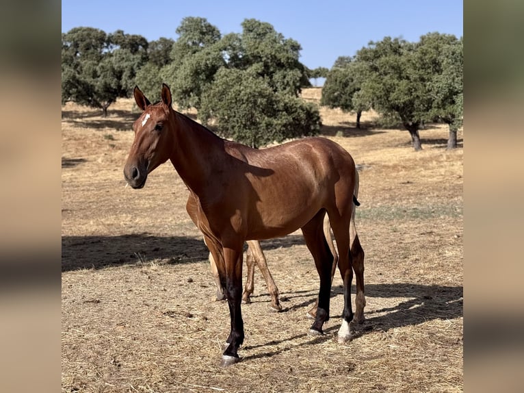 PRE Stute 1 Jahr Brauner in Villanueva De Cordoba