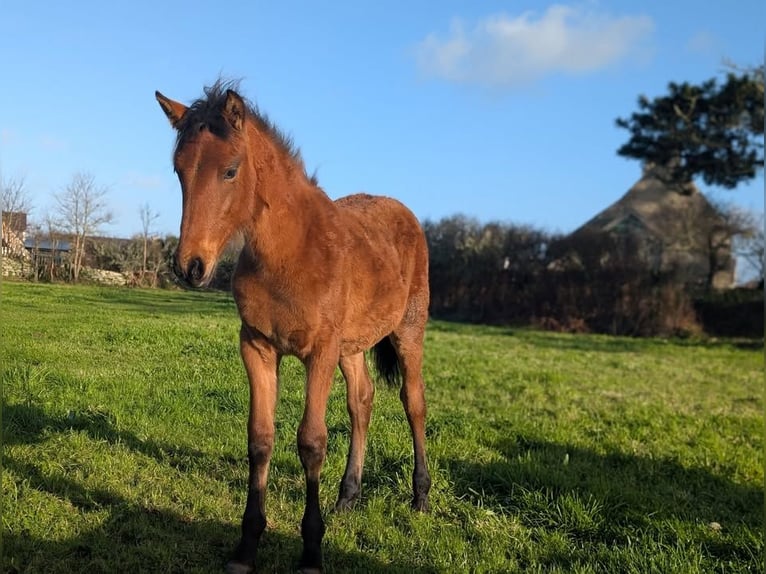 PRE Stute 1 Jahr Brauner in Porspoder