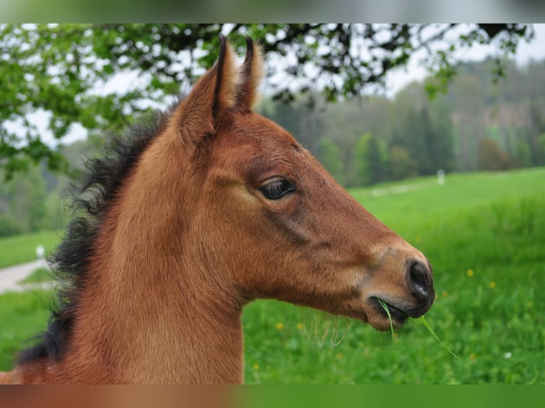 PRE Stute 1 Jahr Brauner in Klettgau