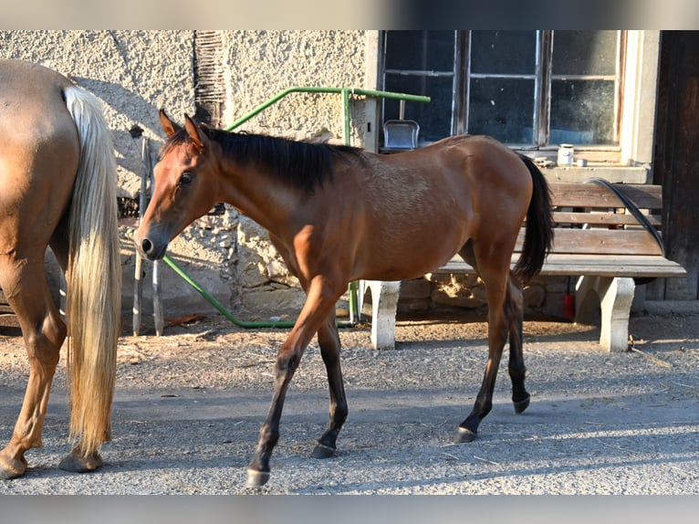 PRE Stute 1 Jahr Brauner in Klettgau