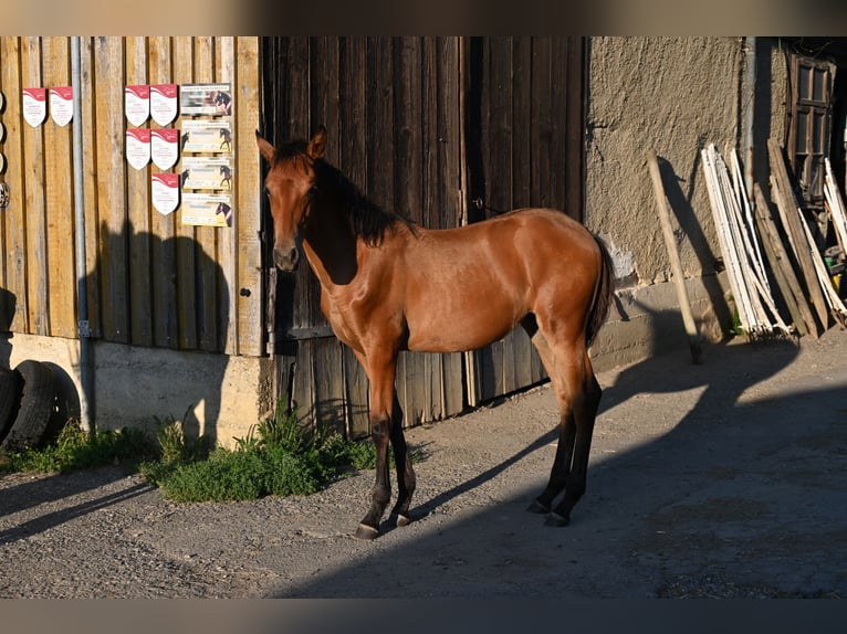 PRE Stute 1 Jahr Brauner in Klettgau