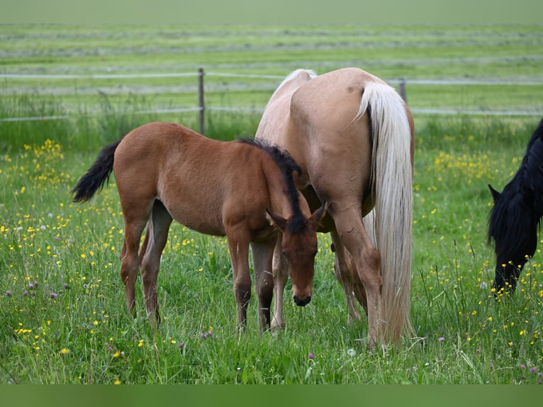 PRE Stute 1 Jahr Brauner in Klettgau