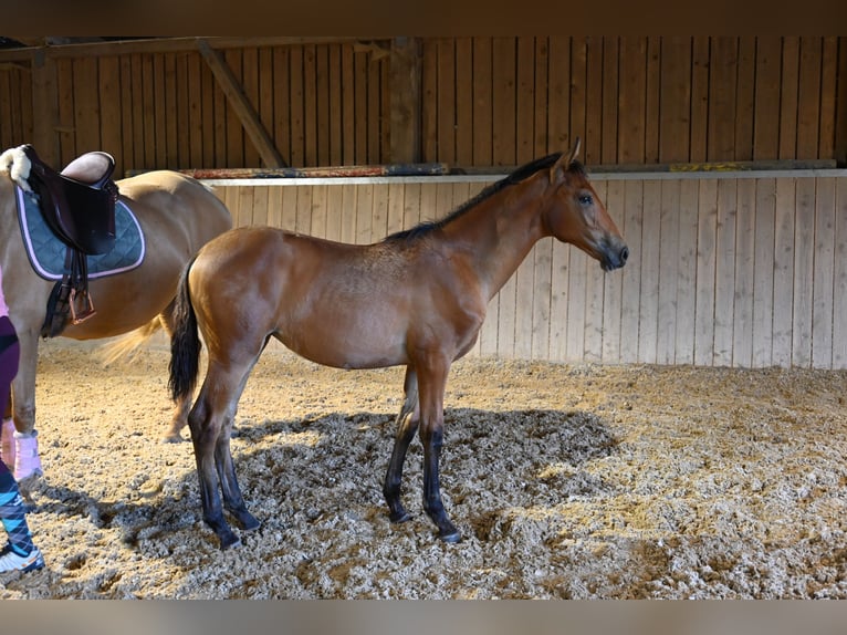 PRE Stute 1 Jahr Brauner in Klettgau