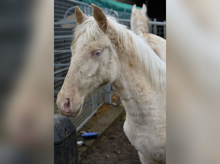 PRE Mix Stute 1 Jahr Cremello in Klettgau