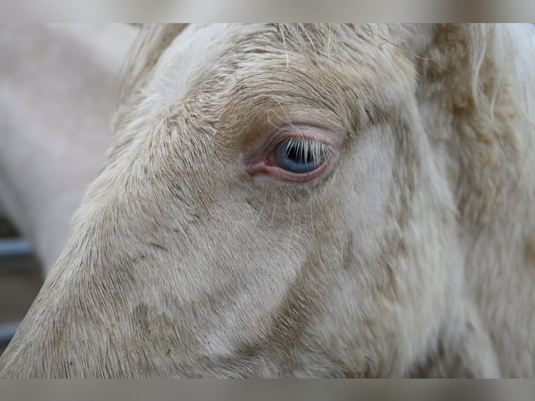 PRE Mix Stute 1 Jahr Cremello in Klettgau