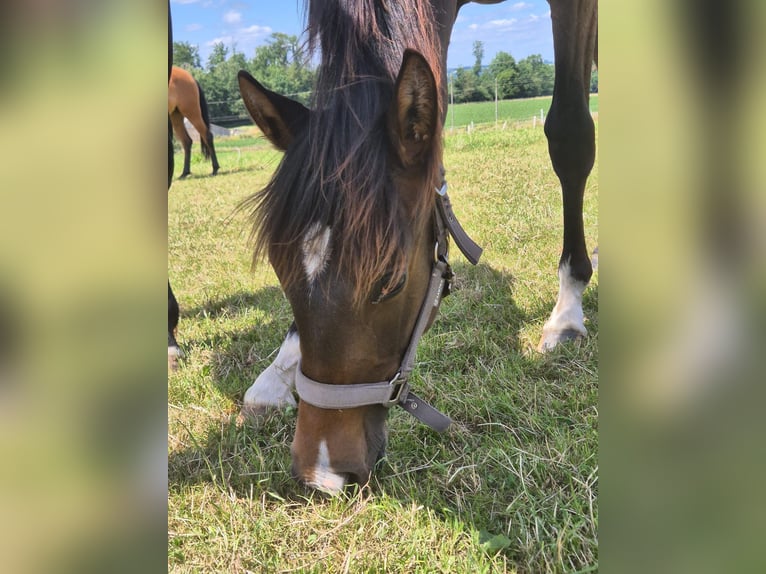 PRE Stute 1 Jahr Dunkelbrauner in Menden