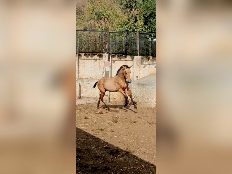 PRE Stute 1 Jahr Falbe in Benagalbon PRE Stute 1 Jahr Falbe in Benagalbon