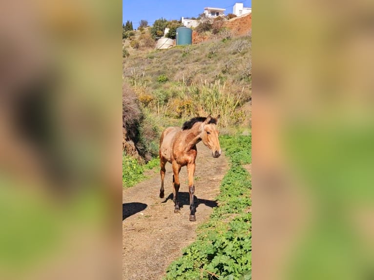 PRE Mix Stute 1 Jahr Falbe in Rincon De La Victoria