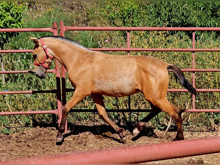 PRE Mix Stute 1 Jahr Falbe in Rincon De La Victoria