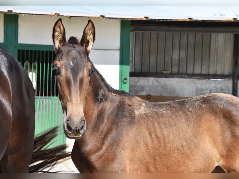 PRE Stute 1 Jahr Falbe in Provinz Granada