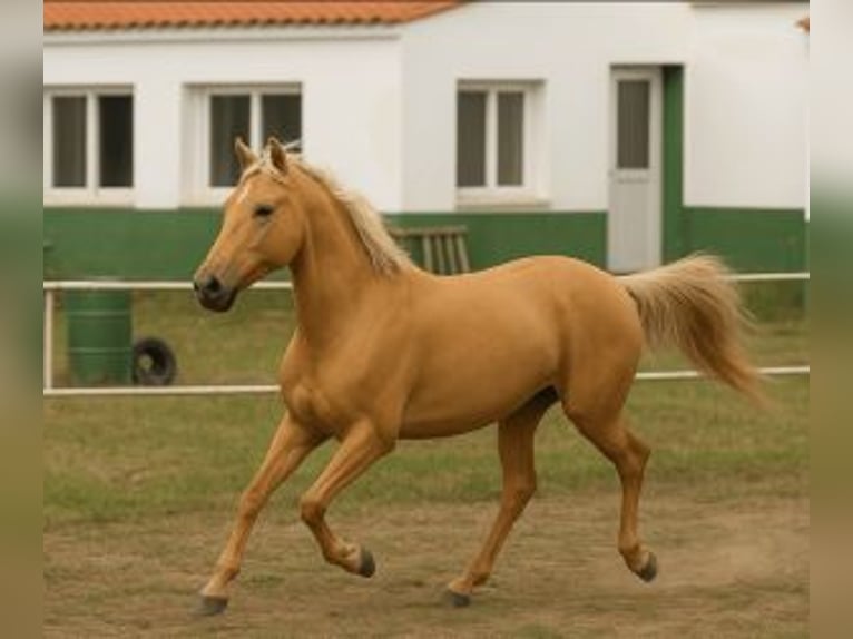 PRE Mix Stute 1 Jahr Overo-alle-Farben in Madrid
