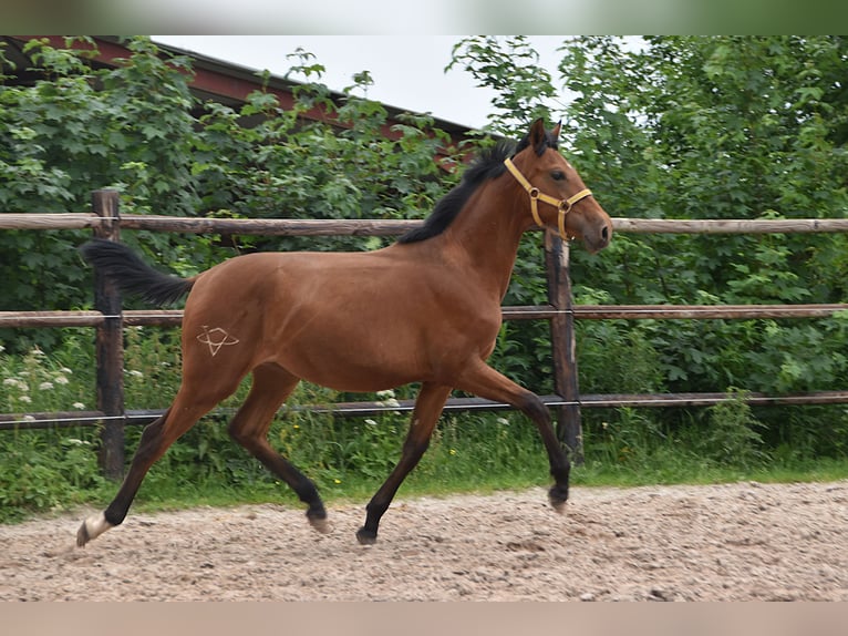 PRE Mix Stute 1 Jahr Pearl in Manhay