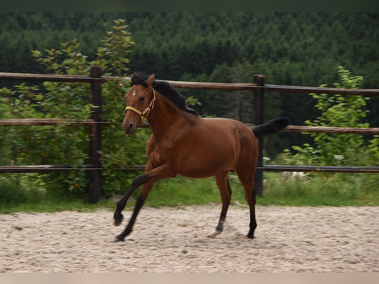 PRE Mix Stute 1 Jahr Pearl in Manhay
