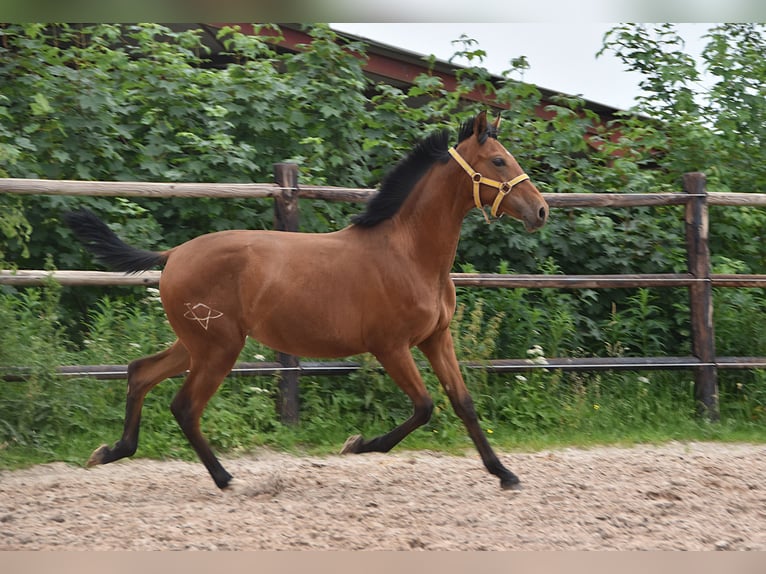 PRE Mix Stute 1 Jahr Pearl in Manhay