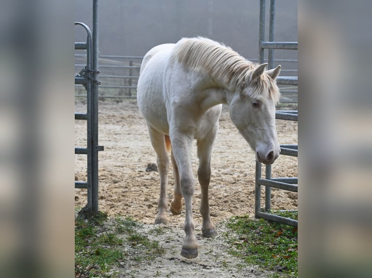 PRE Stute 1 Jahr Perlino in Küssaberg