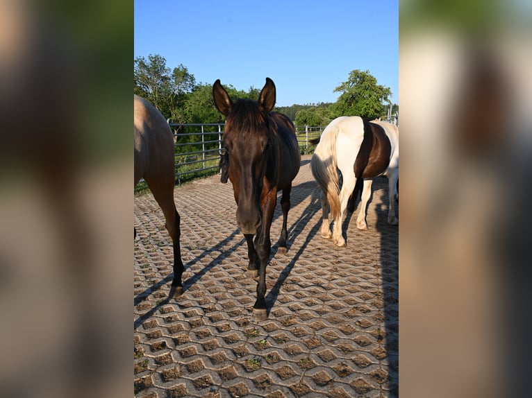 PRE Stute 1 Jahr Rappe in Klettgau