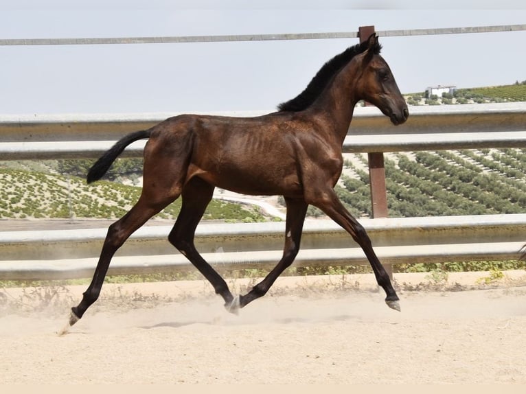 PRE Stute 1 Jahr Rappe in Provinz Cordoba