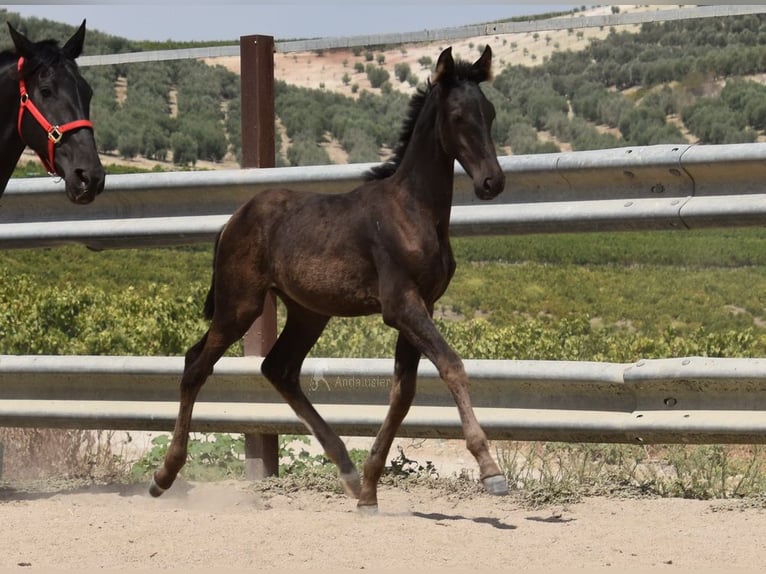 PRE Stute 1 Jahr Rappe in Provinz Cordoba