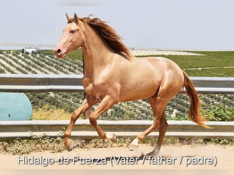 PRE Stute 1 Jahr Rappe in Provinz Cordoba