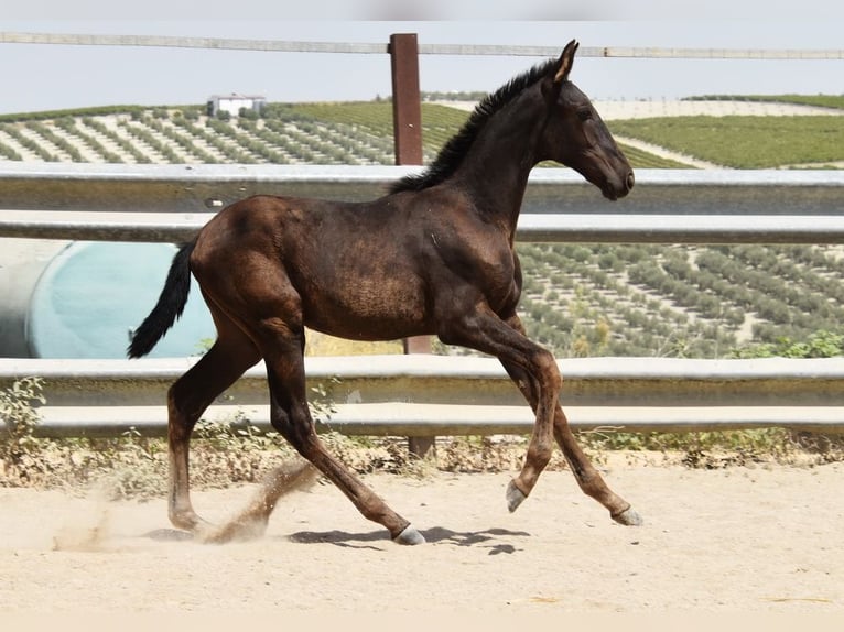 PRE Stute 1 Jahr Rappe in Provinz Cordoba
