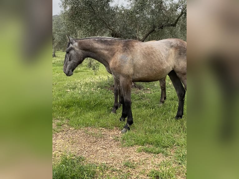 PRE Stute 1 Jahr Schimmel in Puertollano