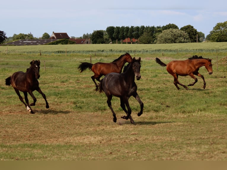 PRE Stute 1 Jahr Schimmel in Alveringem