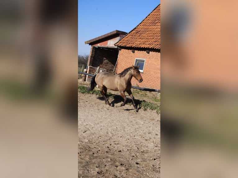 PRE Stute 20 Jahre 158 cm Brauner in Schwarmstedt PRE Stute 20 Jahre 158 cm Brauner in Schwarmstedt