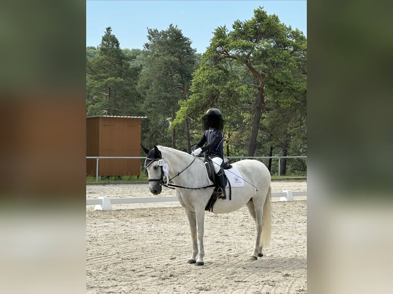 PRE Mix Stute 21 Jahre 153 cm Schimmel in SulzthalSulzthal