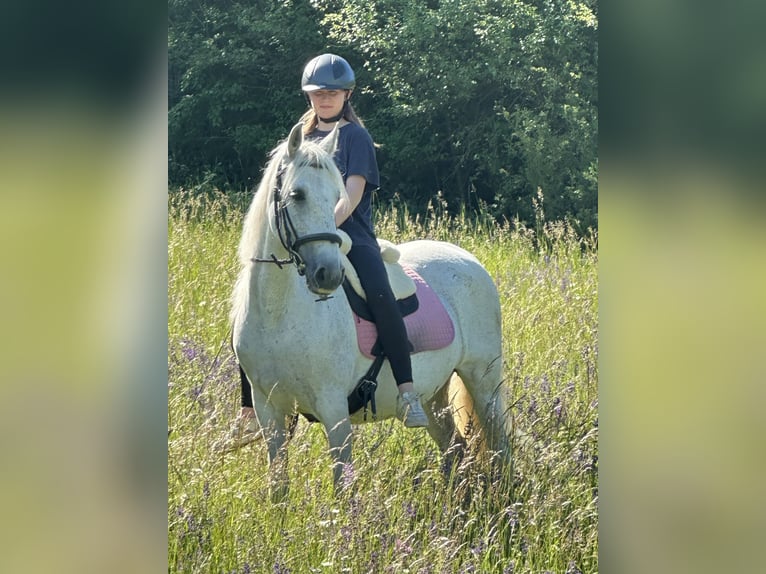PRE Mix Stute 21 Jahre 153 cm Schimmel in SulzthalSulzthal