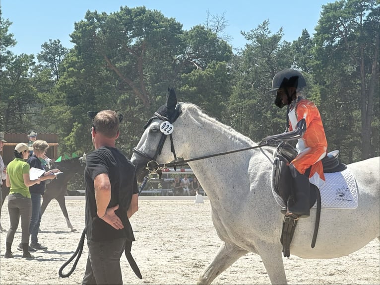 PRE Mix Stute 21 Jahre 153 cm Schimmel in SulzthalSulzthal