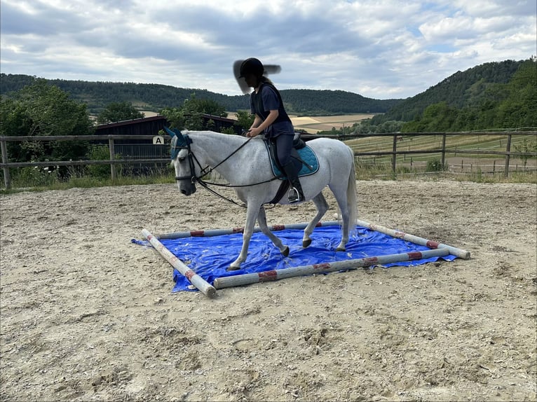 PRE Mix Stute 21 Jahre 153 cm Schimmel in SulzthalSulzthal