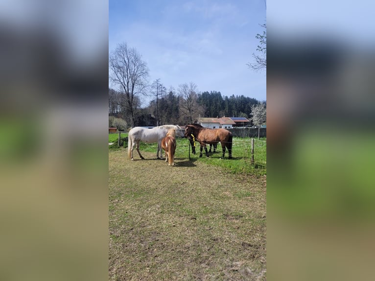 PRE Mix Stute 21 Jahre Schimmel in Übersee