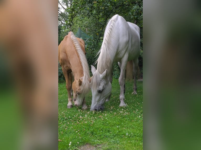 PRE Stute 23 Jahre 152 cm Schimmel in Hamburg