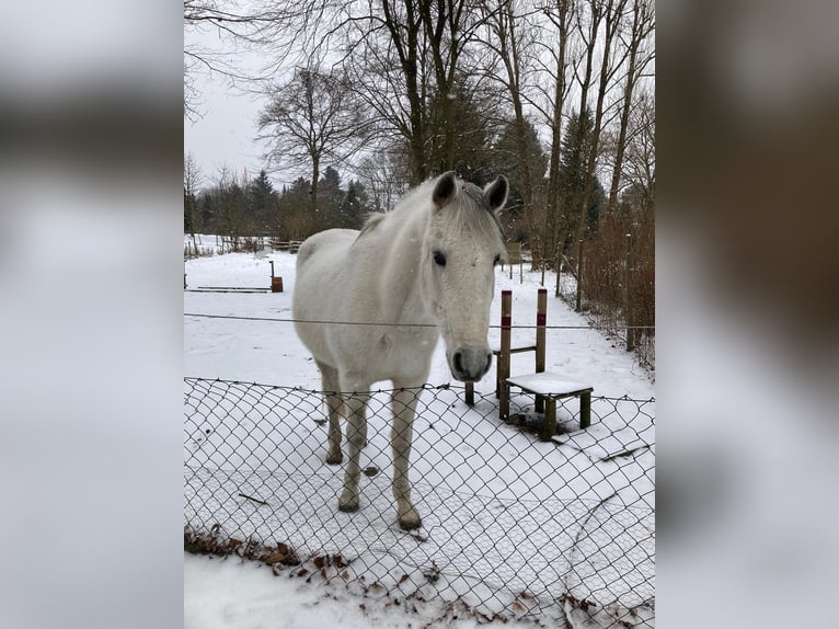PRE Stute 23 Jahre 152 cm Schimmel in Hamburg