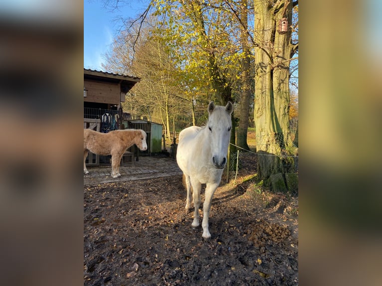 PRE Stute 23 Jahre 152 cm Schimmel in Hamburg