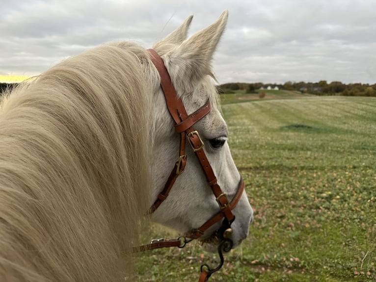PRE Stute 23 Jahre 155 cm White in Fredensborg