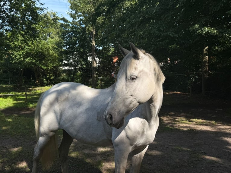 PRE Stute 24 Jahre 152 cm Schimmel in Hamburg