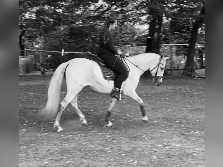 PRE Stute 24 Jahre 152 cm Schimmel in Hamburg