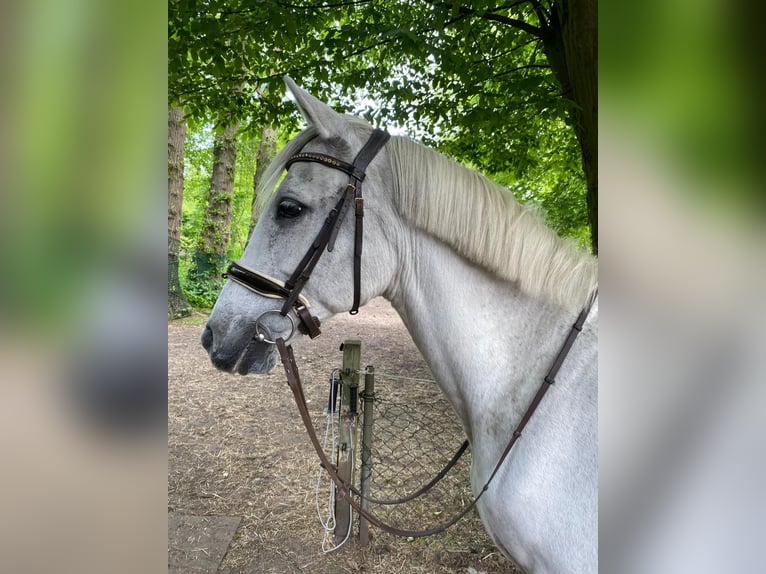 PRE Stute 24 Jahre 152 cm Schimmel in Hamburg