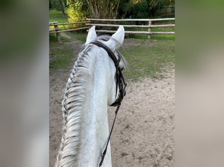 PRE Stute 24 Jahre 152 cm Schimmel in Hamburg