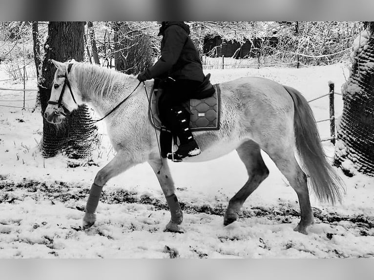 PRE Stute 24 Jahre 155 cm Schimmel in Hamburg