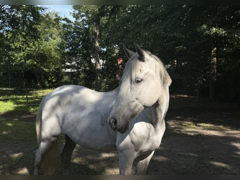 PRE Stute 24 Jahre 155 cm Schimmel in Hamburg