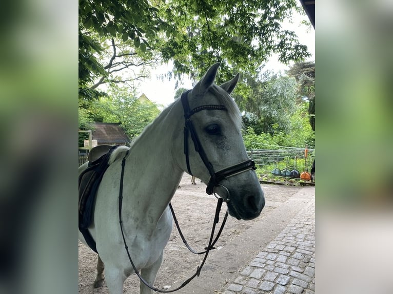 PRE Stute 24 Jahre 155 cm Schimmel in Hamburg